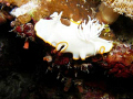   ChromodoridaeArdeaduris egrettanight dive off Hoga Island Wakatobi  